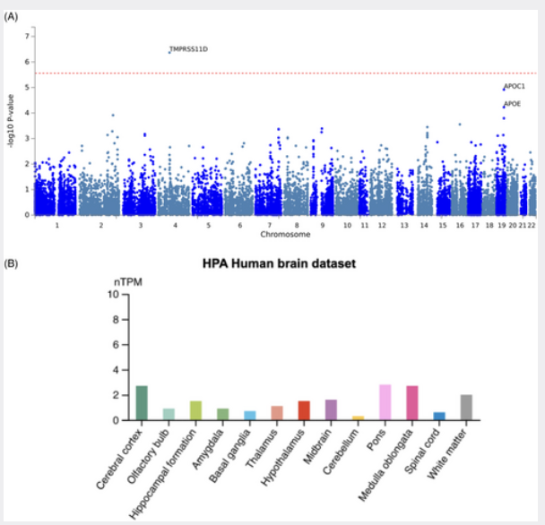 Meta analysis of age related cognitive decline reveals a novel locus for the attention domain and implicates a COVID 19 related gene for global cognitive function