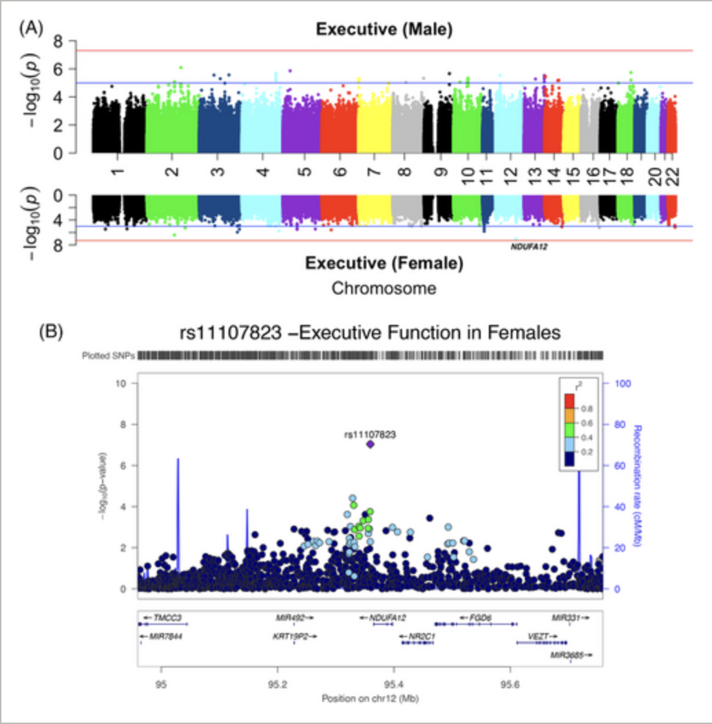 Sex stratified genome wide meta analysis identifies novel loci for cognitive decline in older adults