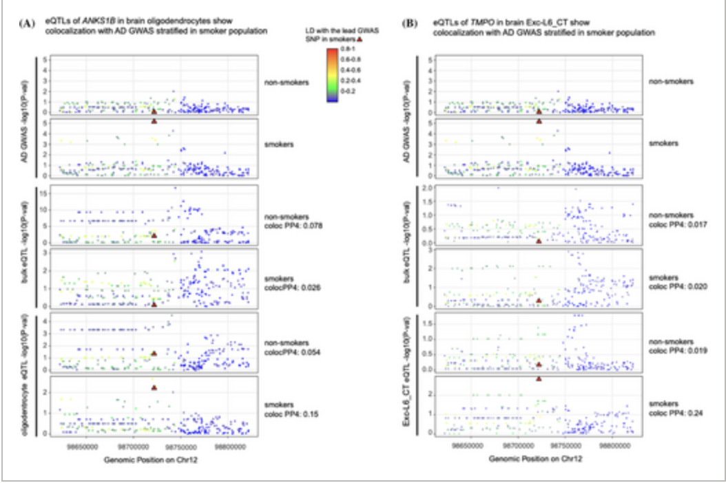 Alzheimer s disease multi ancestry genome wide interaction and stratified study with smoking