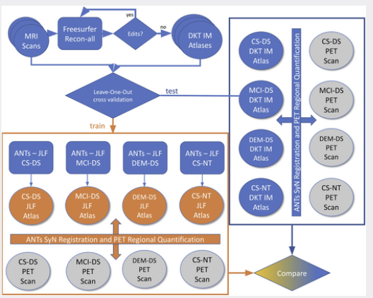Joint label fusion brain atlases for dementia research in Down syndrome