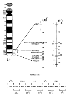 Frequent recombination is observed in the distal end of the long arm of chromosome 14