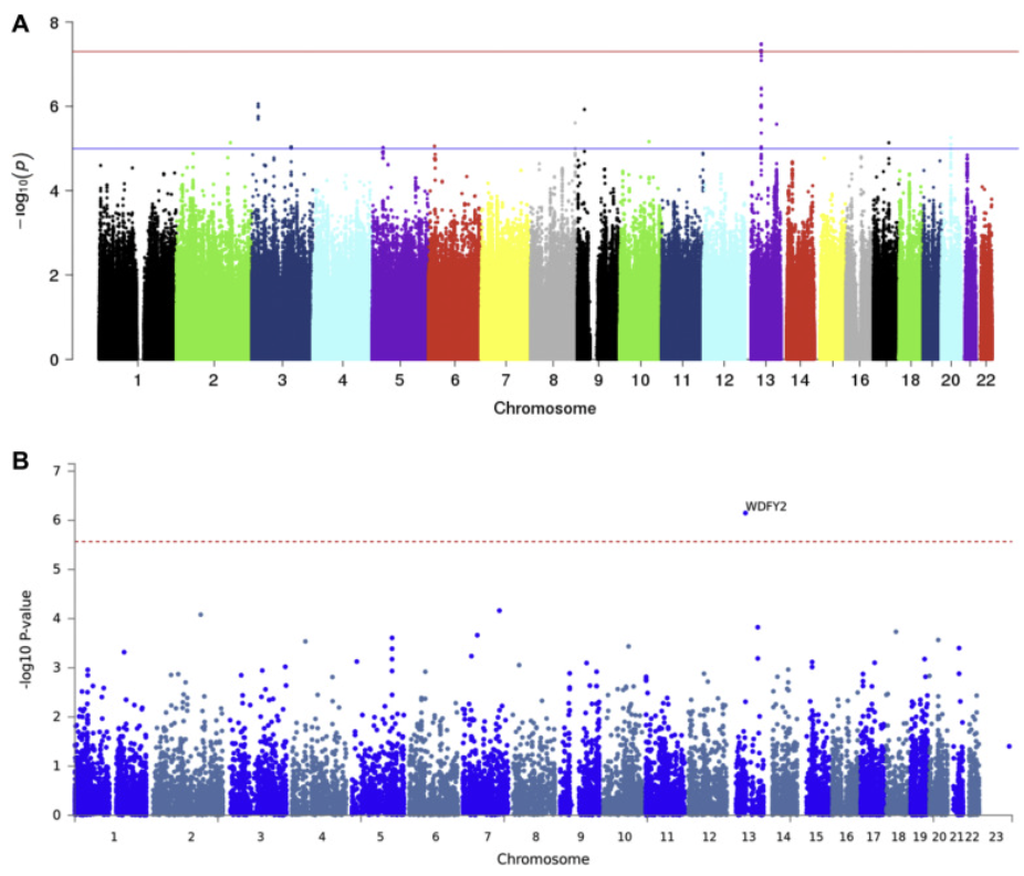 Population-based genome-wide association study of cognitive decline in older adults free of dementia: identification of a novel locus for the attention domain