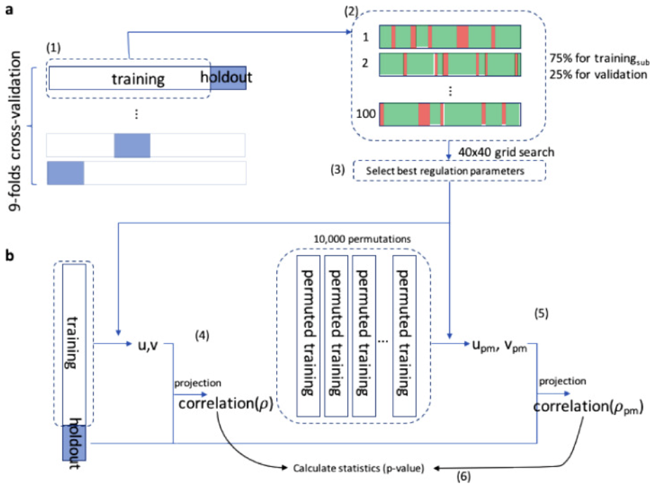 Cardiac-induced cerebral pulsatility, brain structure, and cognition in middle and older-aged adults