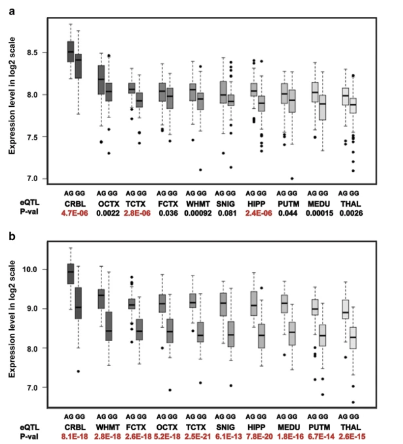 A novel Alzheimer disease locus located near the gene encoding tau protein