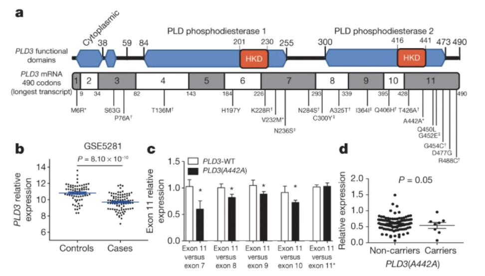 Rare coding variants in the phospholipase D3 gene confer risk for Alzheimer s disease