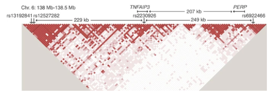 Multiple polymorphisms in the TNFAIP3 region are independently associated with systemic lupus erythematosus