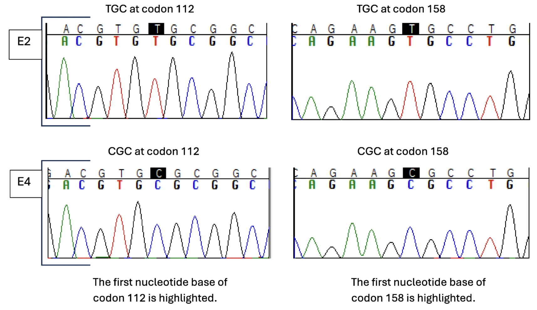 Search for the elusive haplotype of the APOE polymorphism associated with Alzheimer s disease