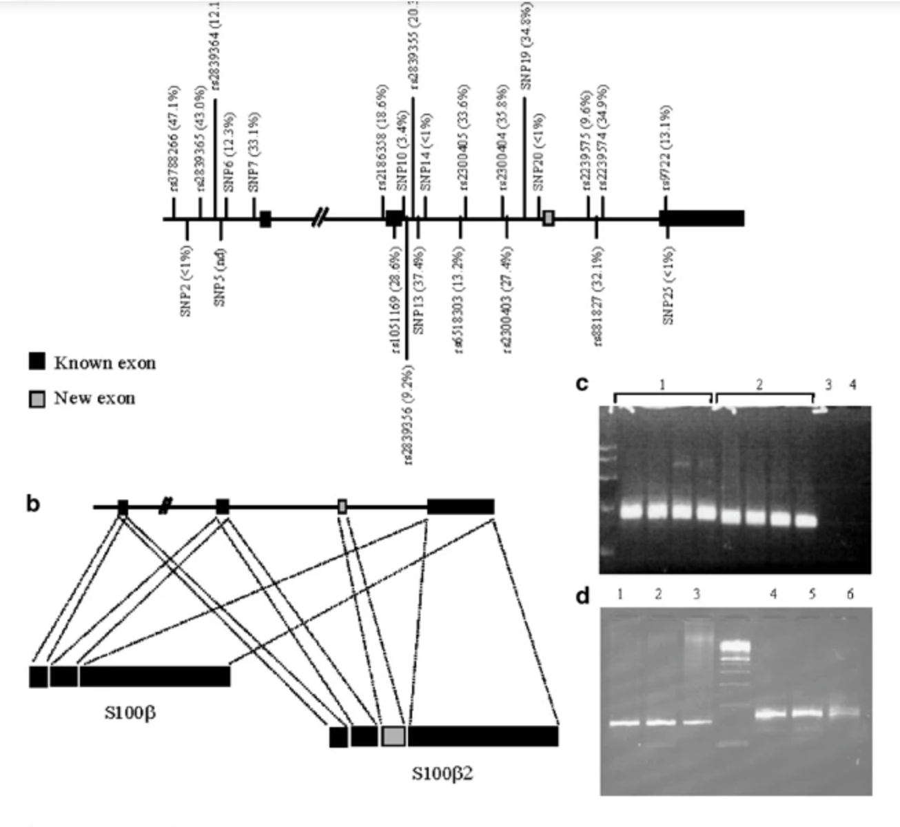 Evidence for the association of the S100β gene with low cognitive performance and dementia in the elderly
