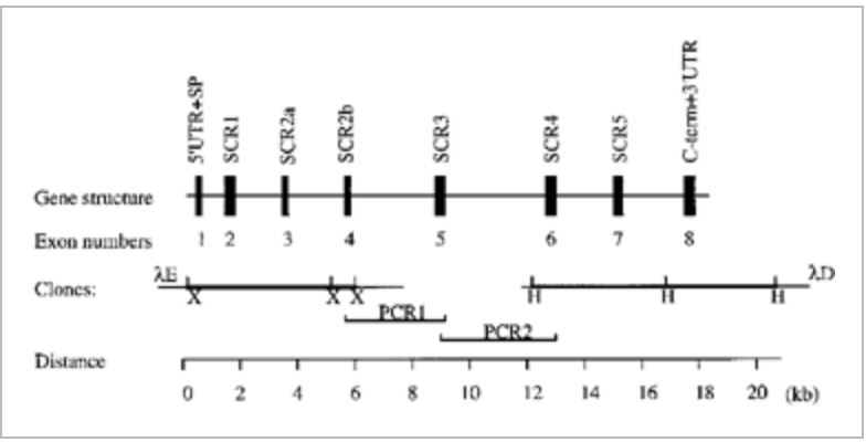 Structure of the human β sub 2 sub glycoprotein I apolipoprotein H gene