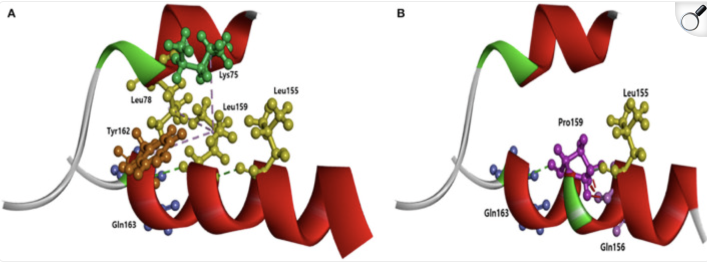 Whole-genome sequencing reveals the impact of lipid pathway and i APOE i genotype on brain amyloidosis