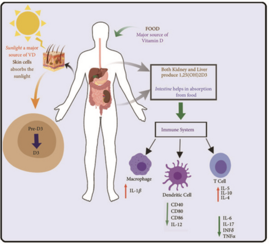 Vitamin D as a Principal Factor in Mediating Rheumatoid Arthritis-Derived Immune Response