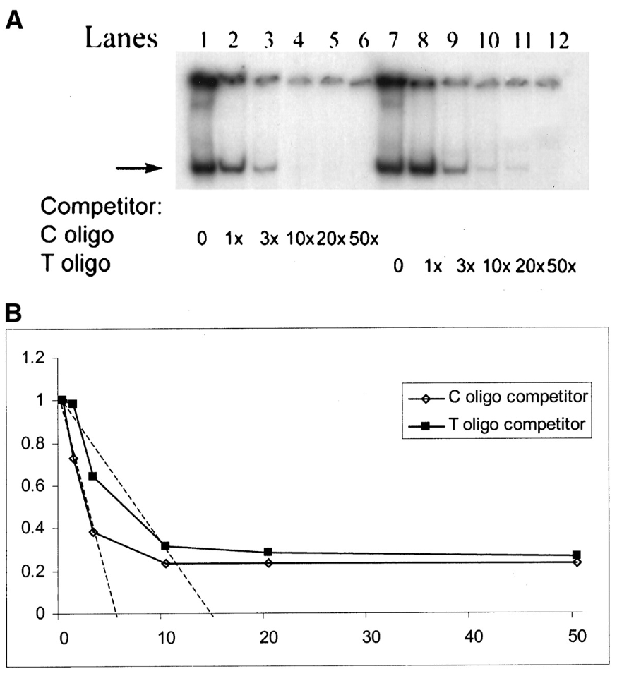 Genetic Variation in Lectin-Like Oxidized Low-Density Lipoprotein Receptor 1 LOX1 Gene and the Risk of Coronary Artery Disease