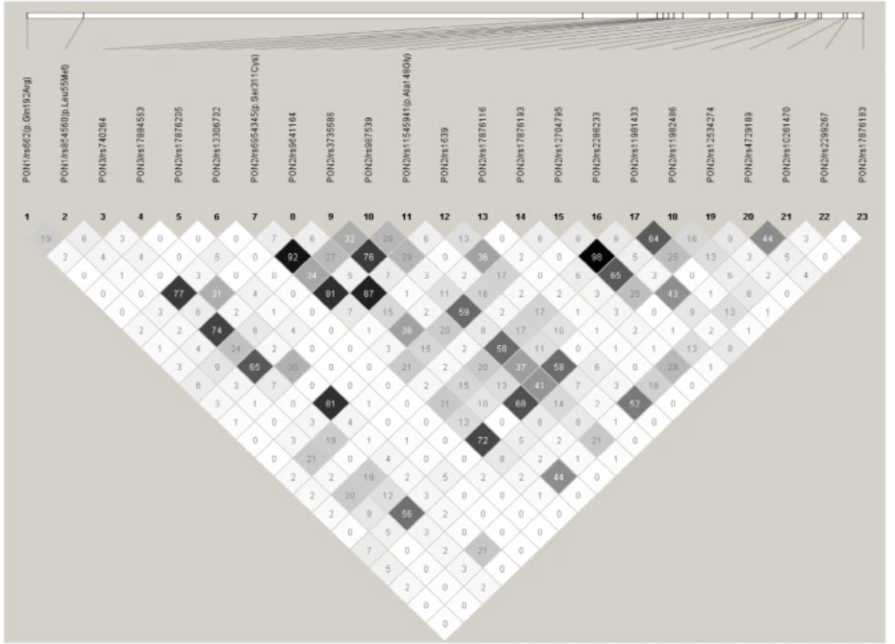 Association analysis of PON2 genetic variants with serum paraoxonase activity and systemic lupus erythematosus
