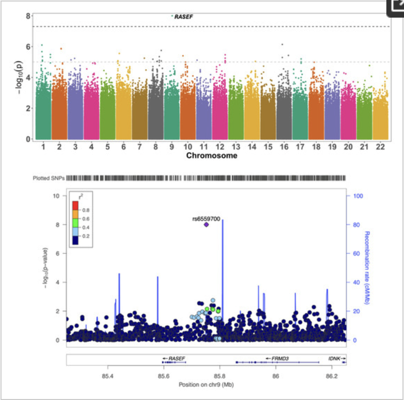 APOE Genotype-Stratified Meta-Analysis of Cognitive Decline Reveals Novel Loci for Language and Global Cognitive Function in Older Adults